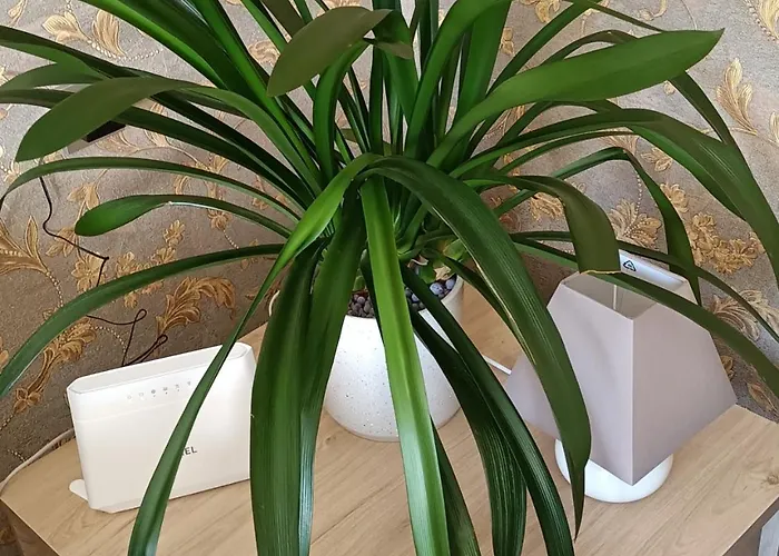 Apartamentai Sviesa 2